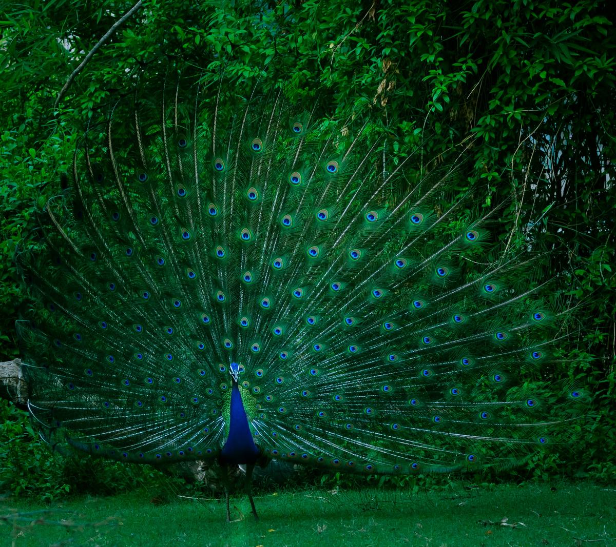 A majestic peacock with iridescent blue and green feathers and a tail displaying iconic 'eyes', symbolizing Hera's regal demeanor, leadership qualities, and watchful nature as Queen of Olympus and goddess of marriage.