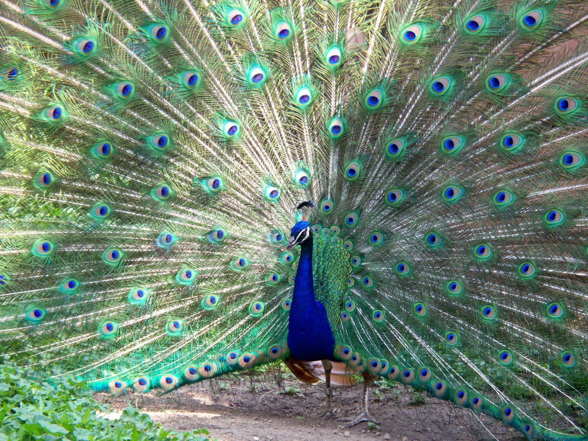 Hera's peacock displaying its tail with Argus's eyes