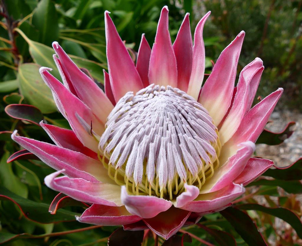 Various colorful Protea flowers showcasing their diverse shapes and colors